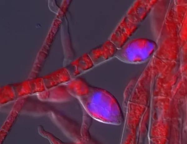 Scientists Just Found Giant Viruses Hiding Inside Seaweed, Waiting to Wake Up